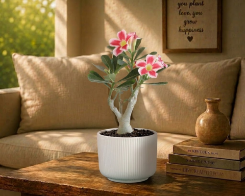 SBL - ADENIUM RUBRA GOLD